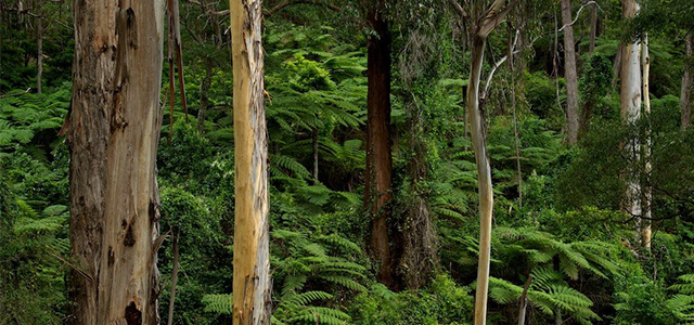 Eucalypt forest understorey near Bago Forest NSW retreat venue, Ryan's Iron Library July 2026